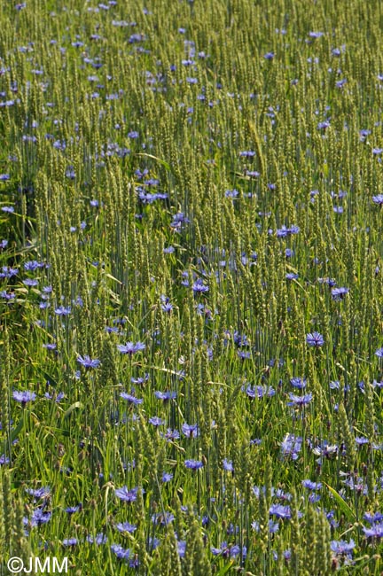 Cyanus segetum = Centaurea cyanus