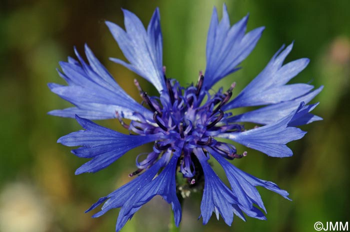 Cyanus segetum = Centaurea cyanus