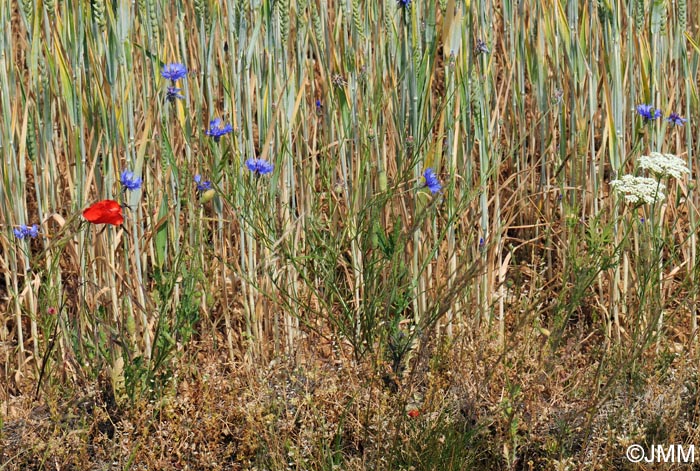 Cyanus segetum = Centaurea cyanus