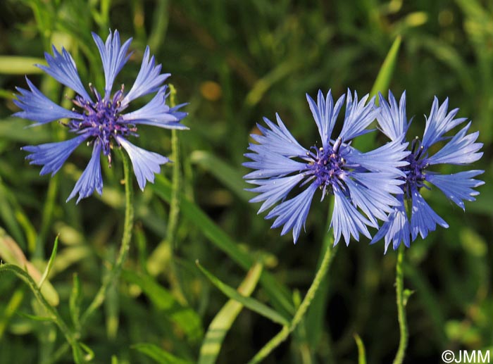 Cyanus segetum = Centaurea cyanus