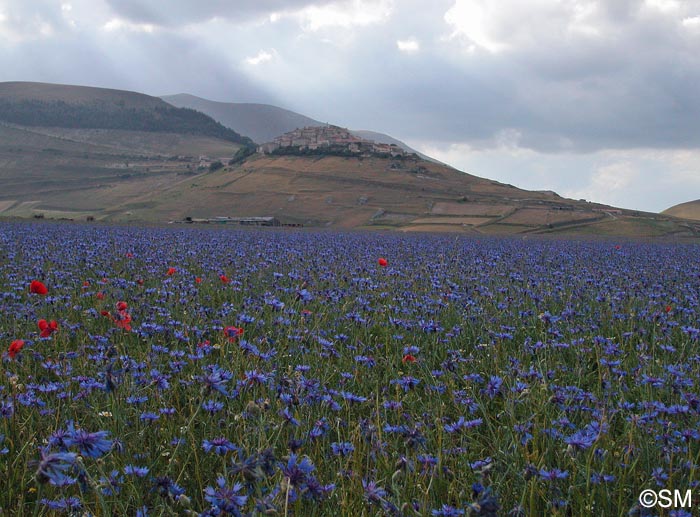 Cyanus segetum = Centaurea cyanus