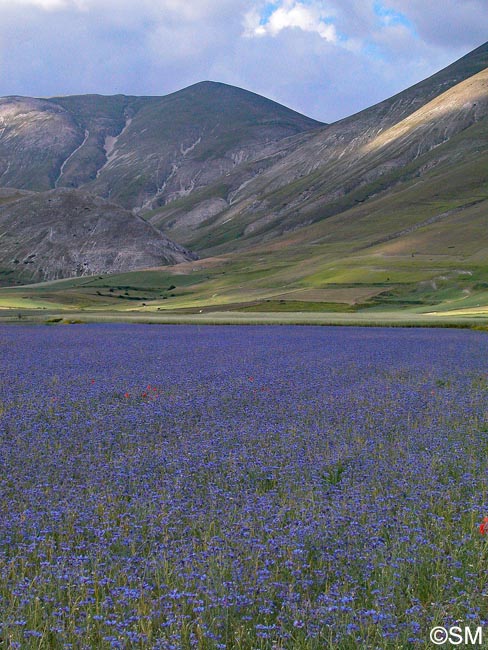 Cyanus segetum = Centaurea cyanus