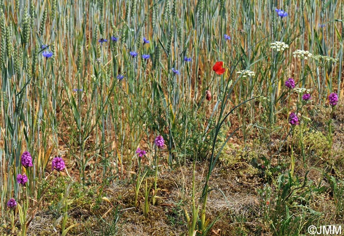 Cyanus segetum & Anacamptis pyramidalis