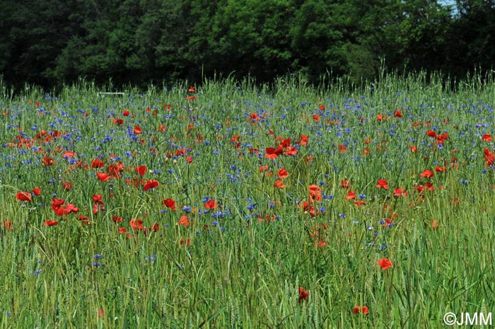 Cyanus segetum & Papaver rhoeas