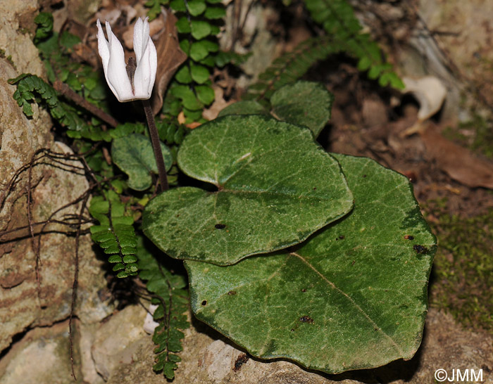 Cyclamen balearicum