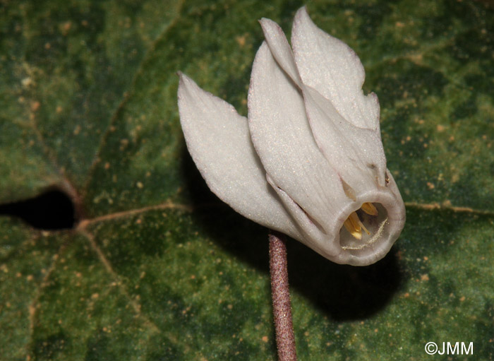 Cyclamen balearicum