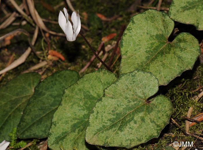 Cyclamen balearicum