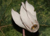 Cyclamen balearicum