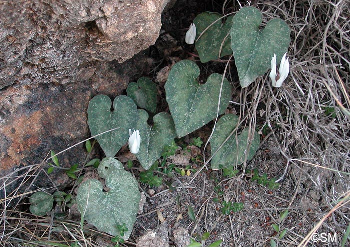 Cyclamen creticum