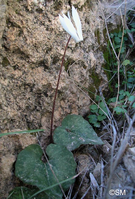 Cyclamen creticum