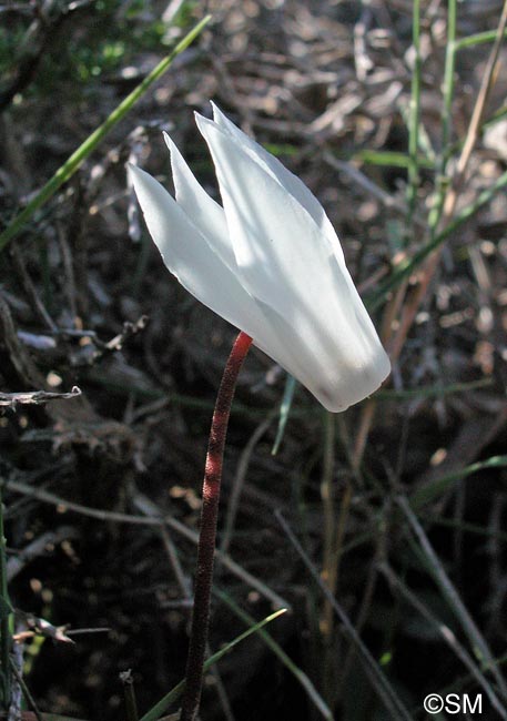 Cyclamen creticum