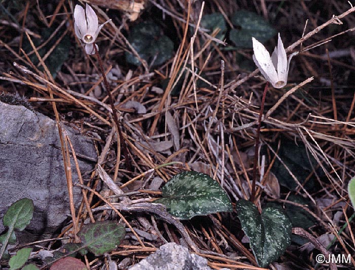 Cyclamen creticum