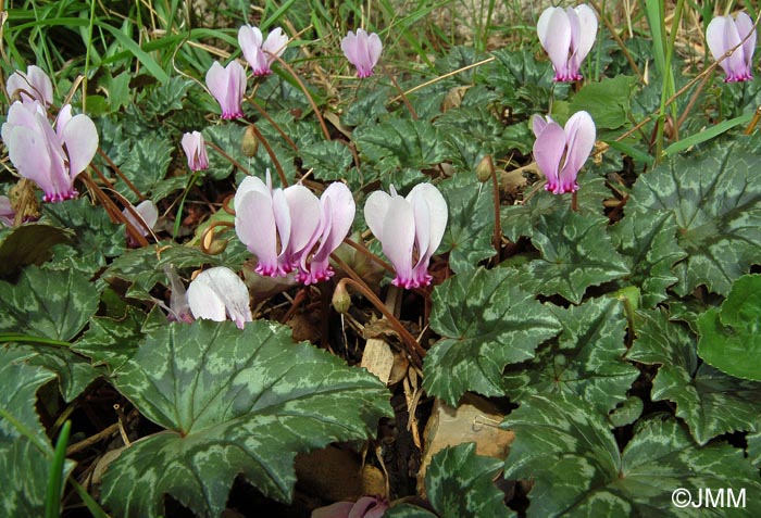 Cyclamen hederifolium