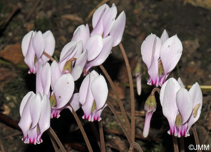 Cyclamen hederifolium