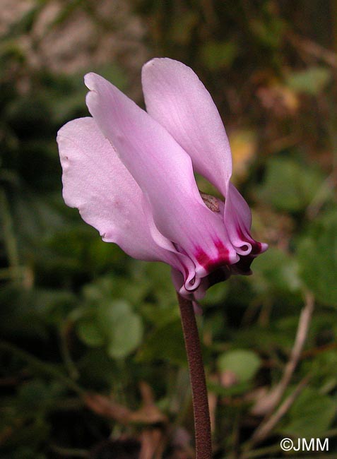 Cyclamen hederifolium