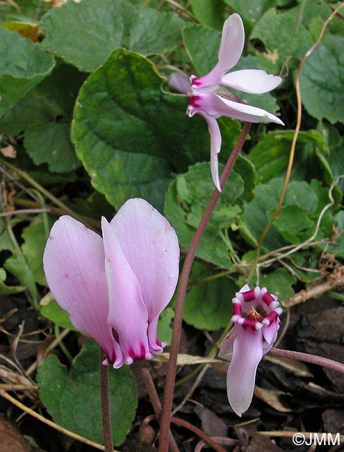 Cyclamen hederifolium