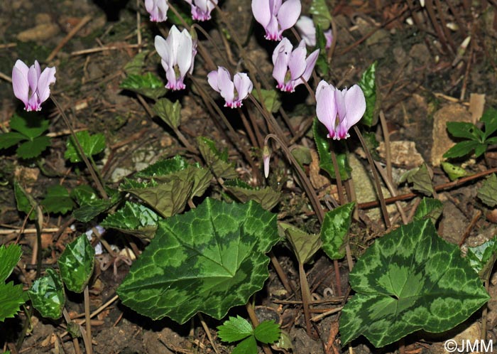 Cyclamen hederifolium