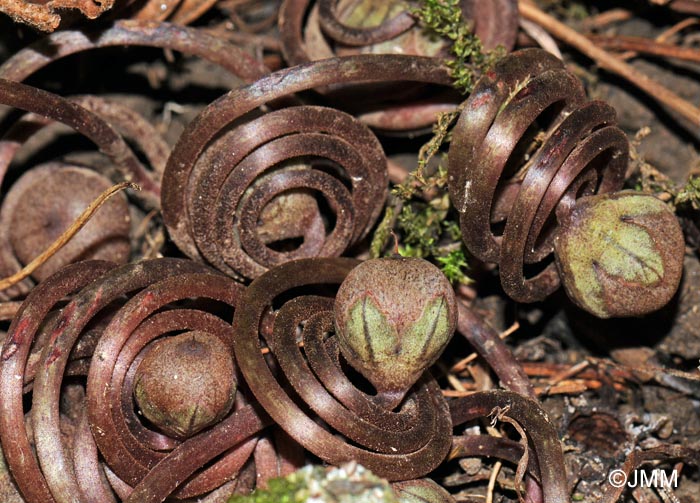 Cyclamen hederifolium : dtail des fruits