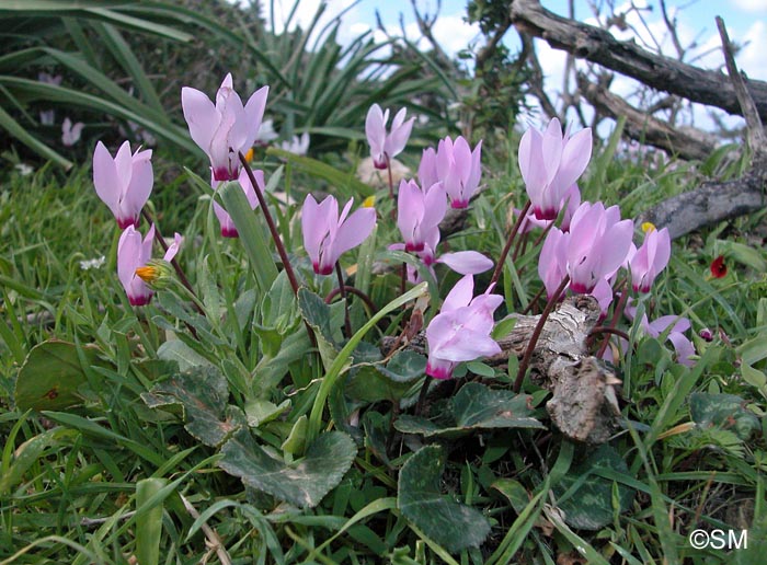 Cyclamen persicum