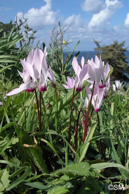 Cyclamen persicum