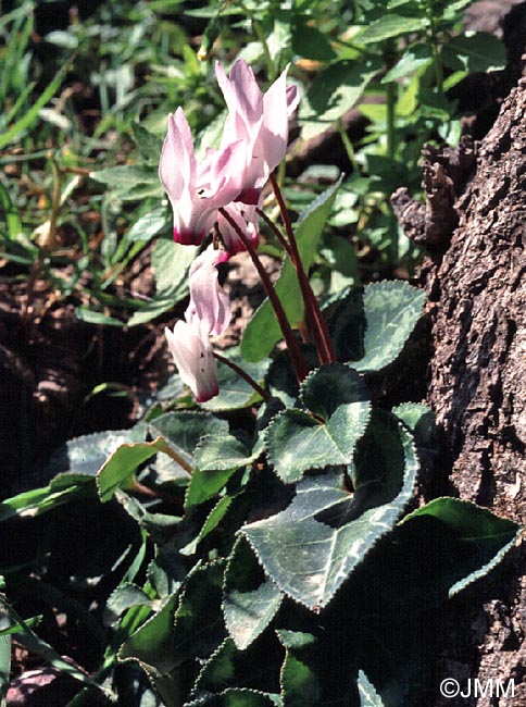 Cyclamen persicum