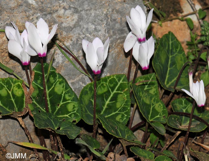 Cyclamen persicum