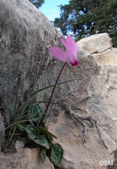 Cyclamen persicum