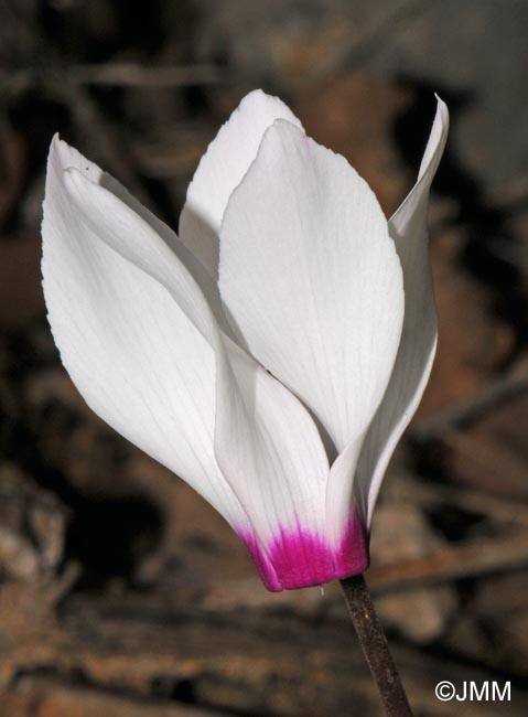 Cyclamen persicum