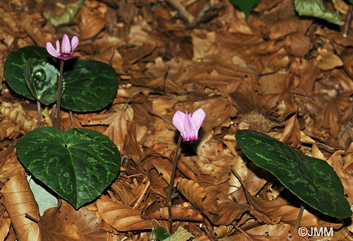 Cyclamen purpurascens subsp. purpurascens