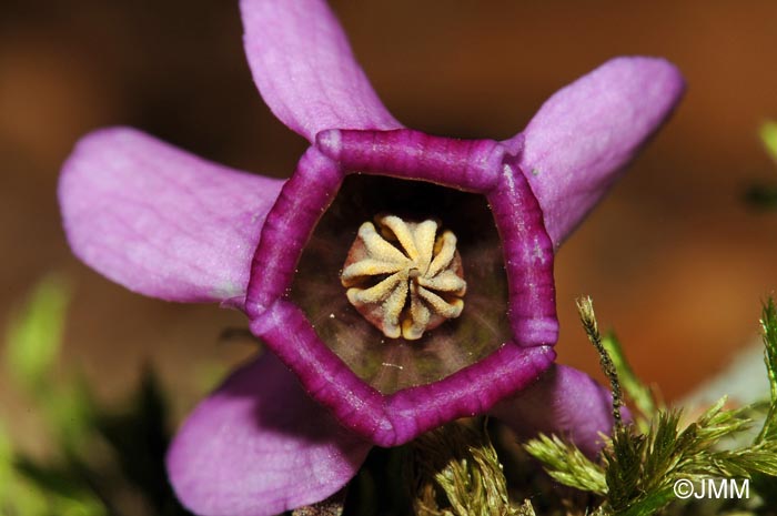 Cyclamen purpurascens subsp. purpurascens