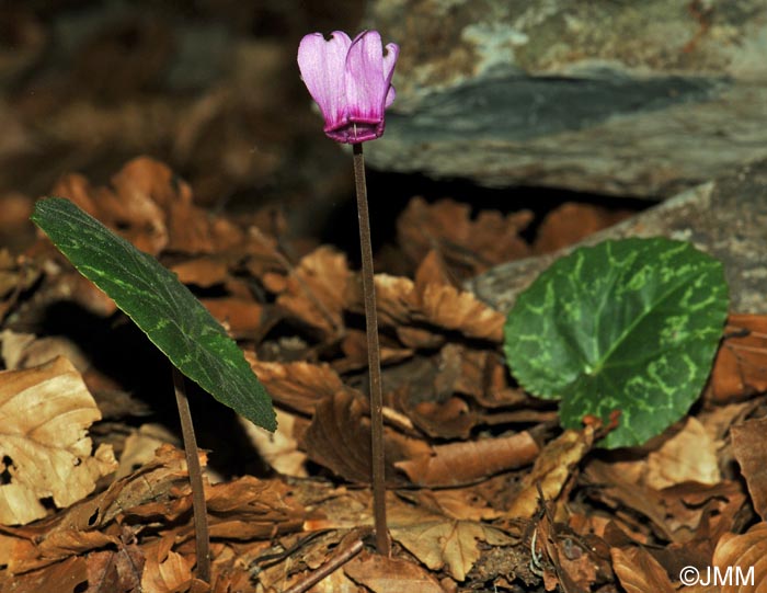 Cyclamen purpurascens subsp. purpurascens