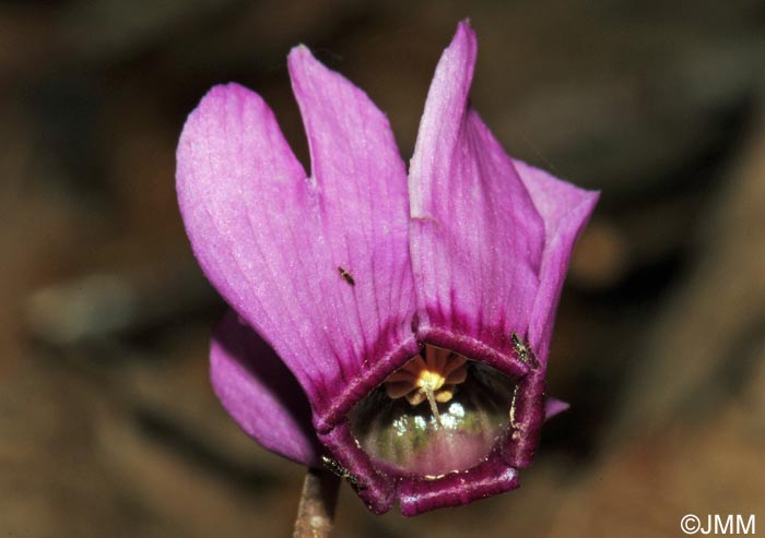 Cyclamen purpurascens subsp. purpurascens