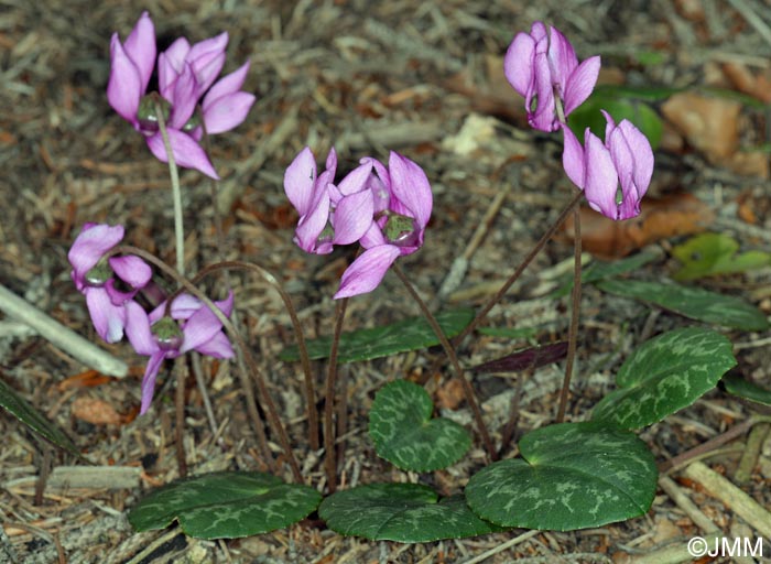 Cyclamen purpurascens