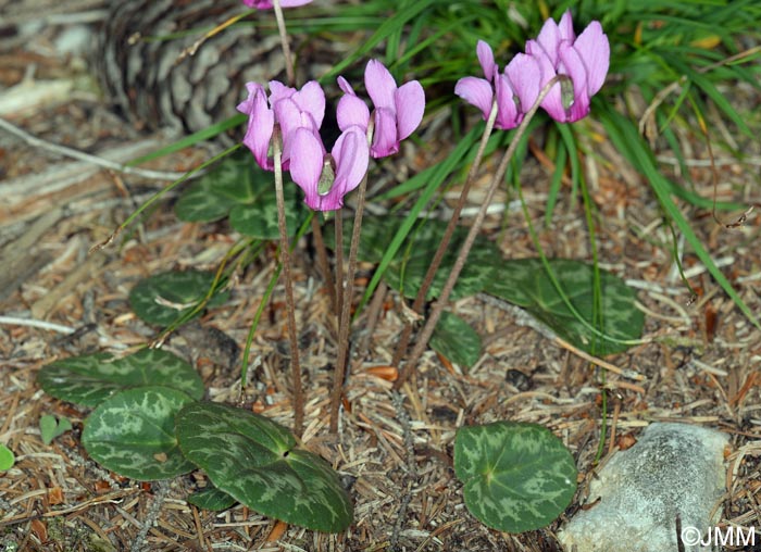 Cyclamen purpurascens