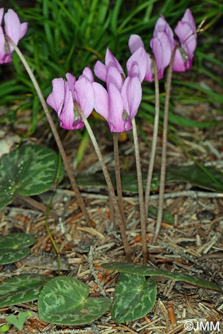 Cyclamen purpurascens