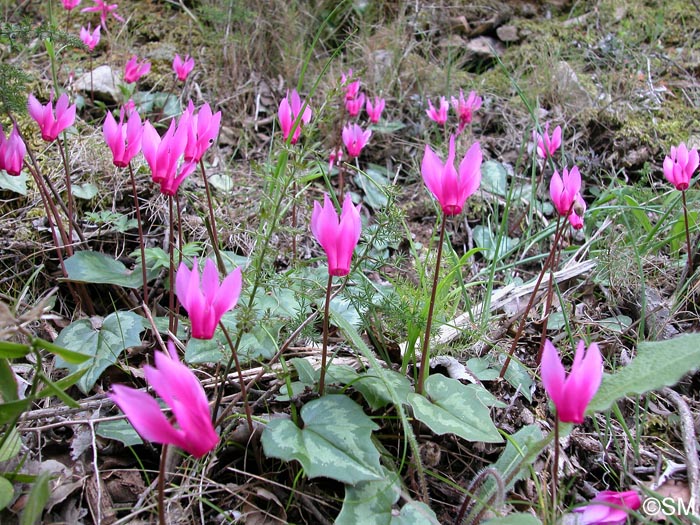 Cyclamen repandum