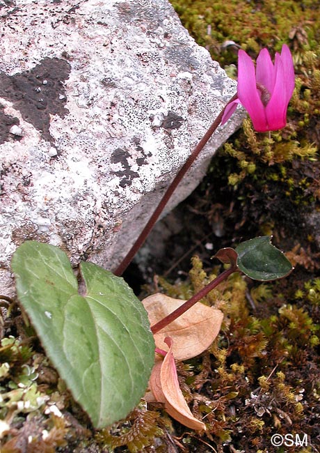 Cyclamen repandum