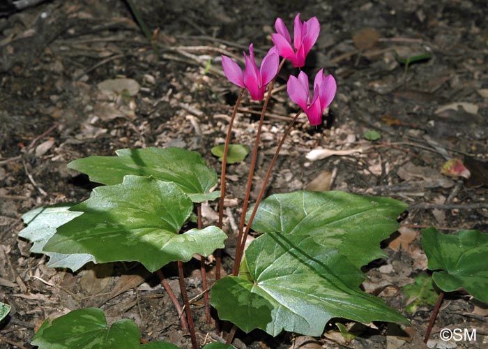 Cyclamen repandum