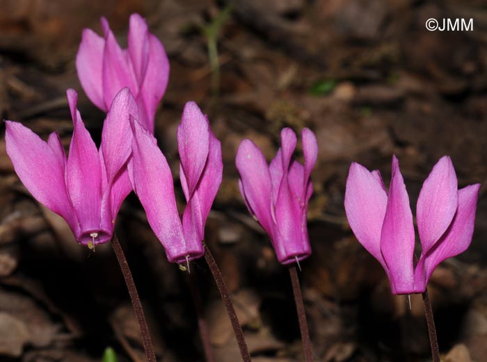 Cyclamen repandum