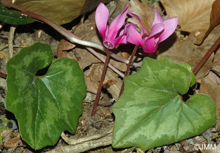 Cyclamen repandum