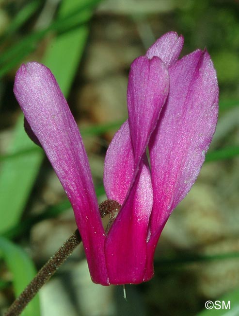 Cyclamen repandum