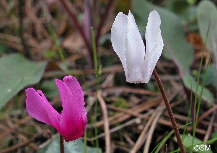 Cyclamen repandum avec forme blanche