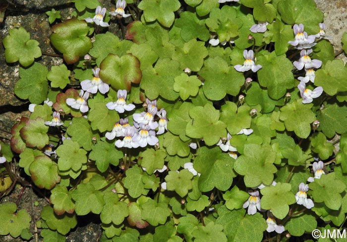 Cymbalaria muralis