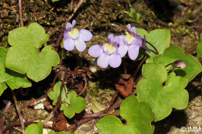 Cymbalaria muralis