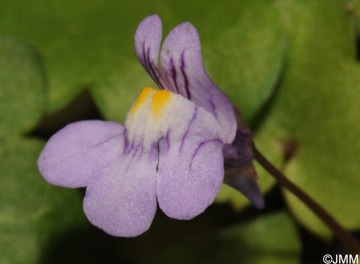 Cymbalaria muralis