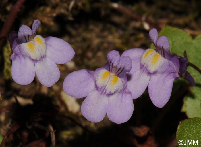 Cymbalaria muralis