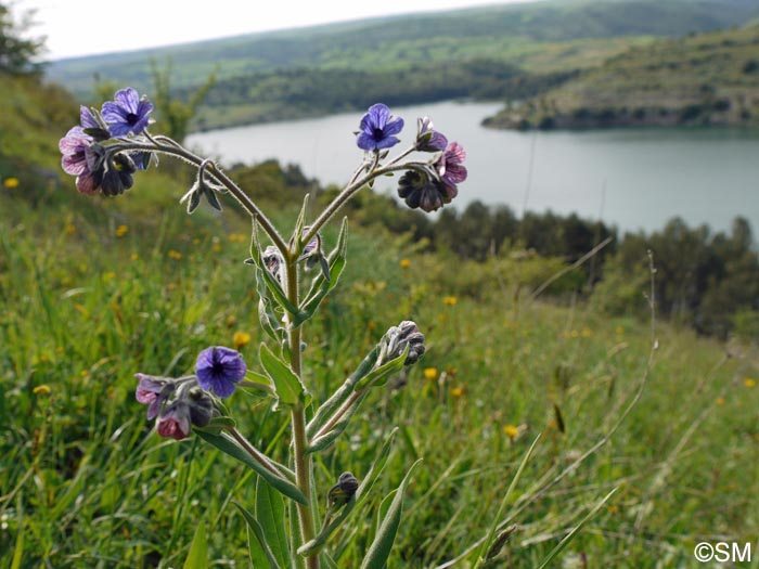 Cynoglossum creticum