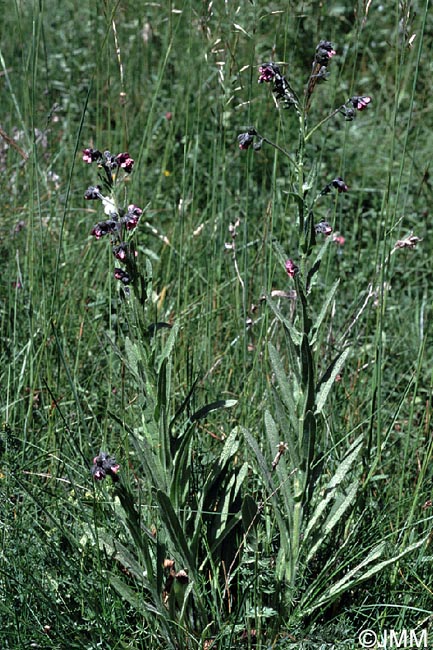 Cynoglossum creticum