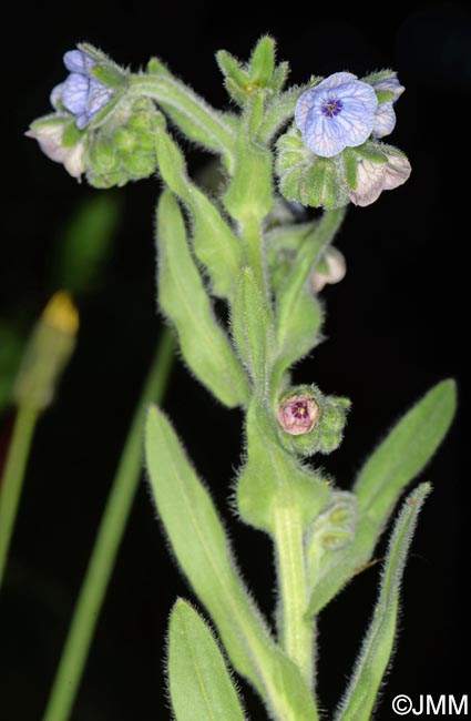 Cynoglossum creticum