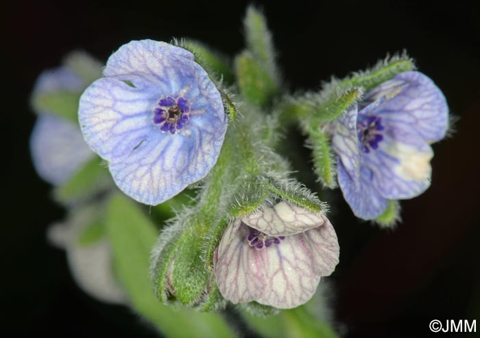 Cynoglossum creticum